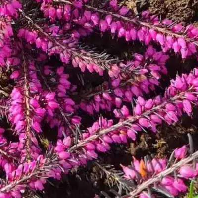 ЭРИКА "АЛЬПИЙСКИЙ ВЕРЕСК" (зимующая) сорт АТРОРУБРА в Барановичах