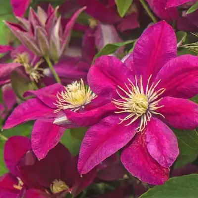 Клематис ЭРНЕСТ МАРКХАМ в Барановичах