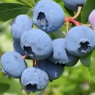 Голубика ДАРРОУ в Барановичах