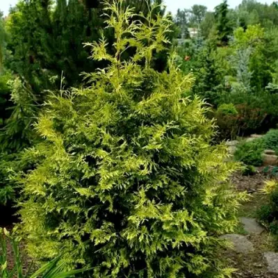 Туя ЗЕБРИНА ЭКСТРА ГОЛД складчатая в Барановичах