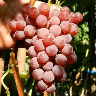 Саженцы винограда КИШМИШ КРАСНЫЙ