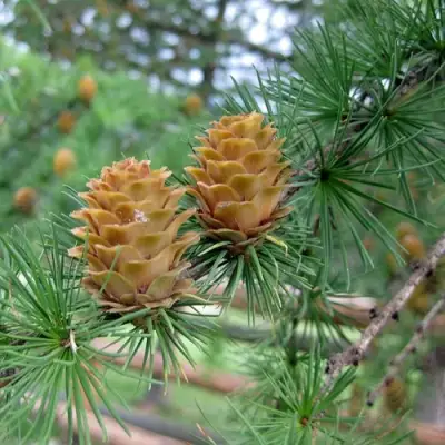 Лиственница КЕМПФЕРА в Барановичах