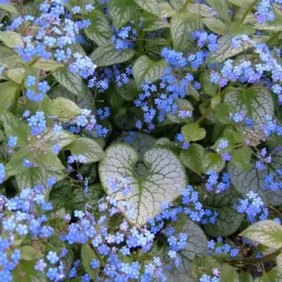 Бруннера ДЖЭК ФРОСТ в Барановичах