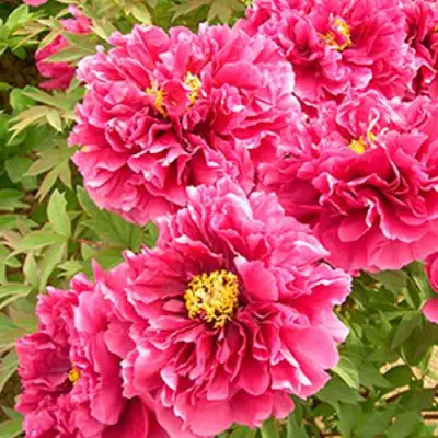 Пион ВОСХОД СОЛНЦА древовидный в Барановичах