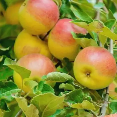 Яблоня ПАМЯТЬ БЛЫНСКОГО колонновидная в Барановичах