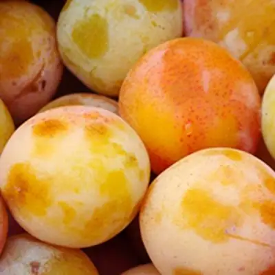 Слива ЯХОНТОВАЯ в Барановичах