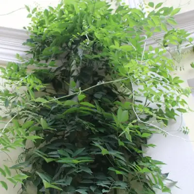 Глициния макростахия БЛЮ МУН в Барановичах