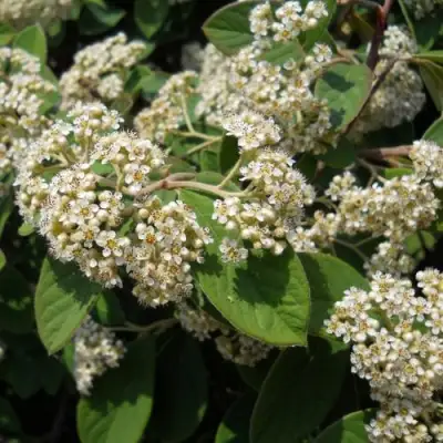 Кизильник пузырчатый в Барановичах