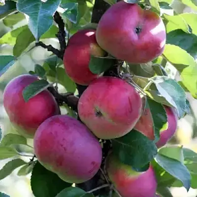 Яблоня ЕСЕНИЯ колонновидная в Барановичах