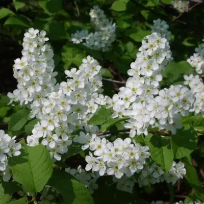 Черемуха ПАМЯТИ САЛАМАТОВА в Барановичах