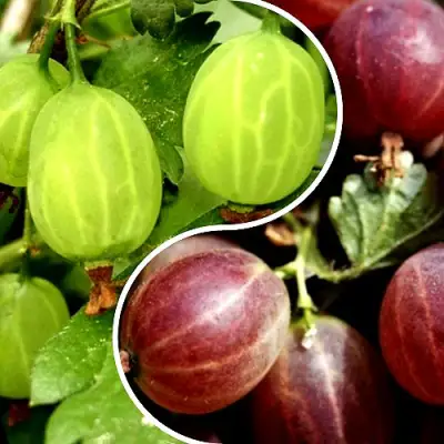 Комплект СКАЗКА в Барановичах