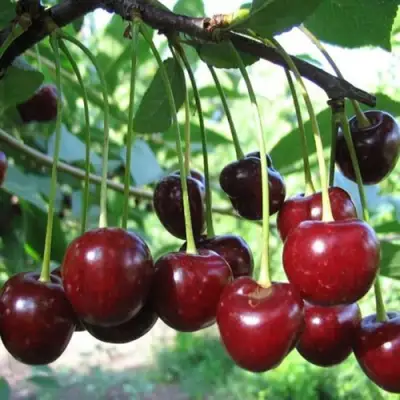 Вишня БЫСТРИНКА в Барановичах