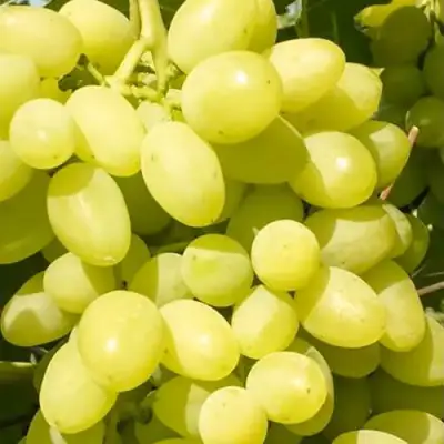 Виноград ДОЛГОЖДАННЫЙ в Барановичах