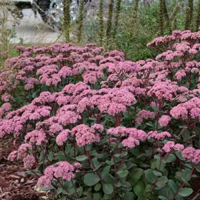 Очиток (седум) МАТРОНА в Барановичах