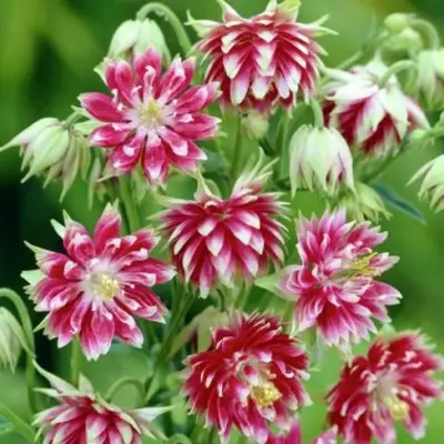 Аквилегия БАРЛОУ НОРА гибрид МакКаны в Барановичах