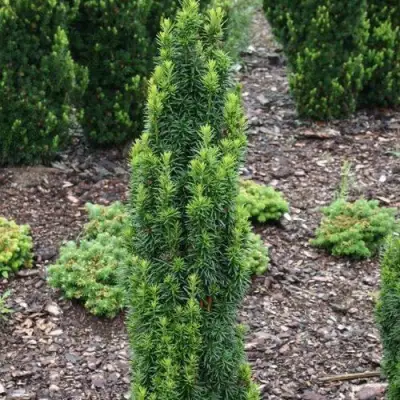 Тис ВОЙТЕК средний  в Барановичах