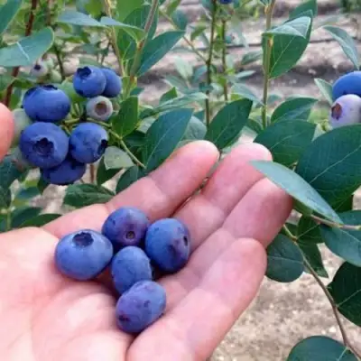 Голубика НОРТ КАНТРИ в Барановичах