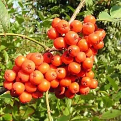 Рябина КОНЦЕНТРА сладкоплодная в Барановичах