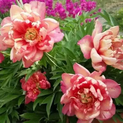 Пион ДЖУЛИЯ РОУЗ ито-гибрид в Барановичах