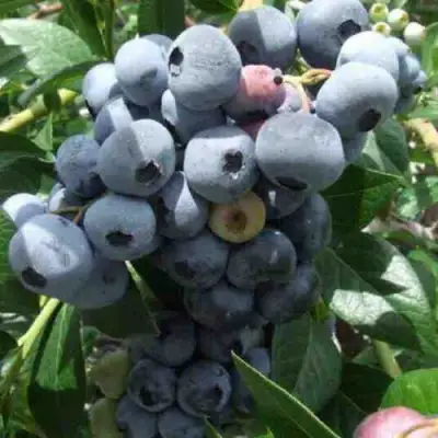 Голубика КРОЭТЭН в Барановичах