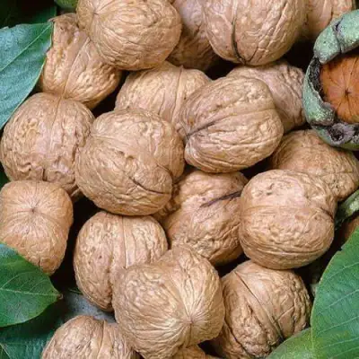 Грецкий орех ПРЕЗИДЕНТ в Барановичах