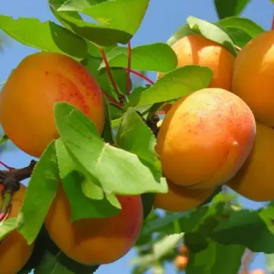 Абрикос КИЕВСКИЙ РАННИЙ в Барановичах