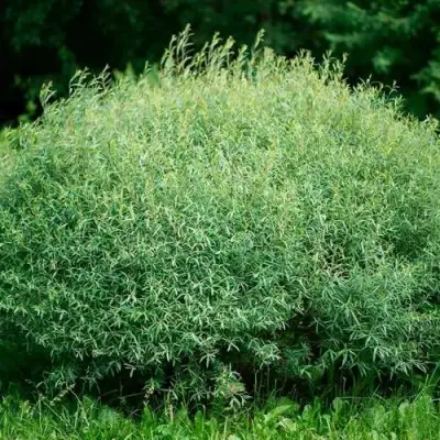 Ива НАНА пурпурная в Барановичах