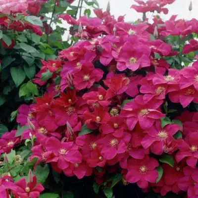 Клематис РУЖ КАРДИНАЛ в Барановичах