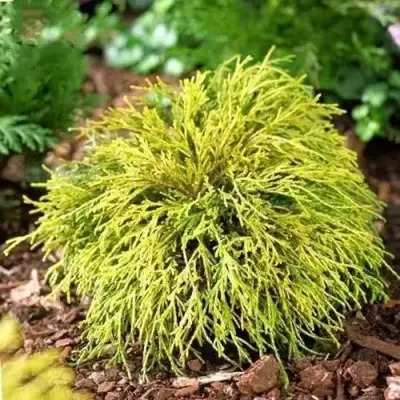 Кипарисовик ВАВЕЛ горохоплодный в Барановичах