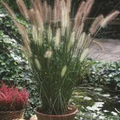 Пеннисетум ХАМЕЛН в Барановичах