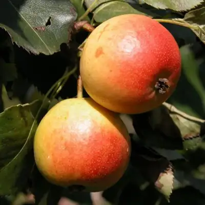 Груша АЛЁНУШКА в Барановичах