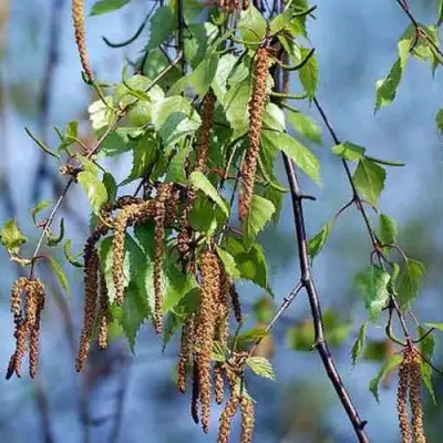 Береза ПОВИСЛАЯ в Барановичах