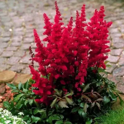 Астильба ГЛАТ Арендса в Барановичах