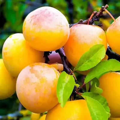 Слива МИНСКАЯ в Барановичах