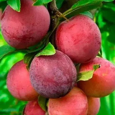 Слива КЛЕОПАТРА в Барановичах