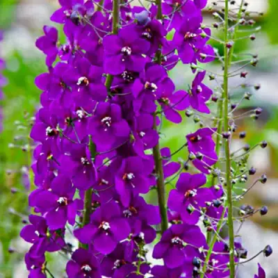 Коровяк ВИОЛЕТТА (вербаскум) в Барановичах