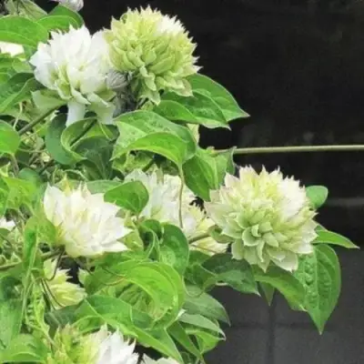 Клематис КОХАНА в Барановичах