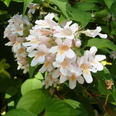 Кольквиция прелестная в Барановичах