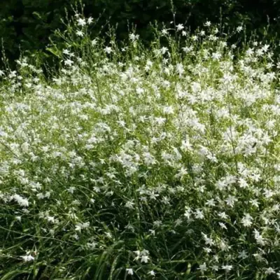 Венечник ветвистый в Барановичах