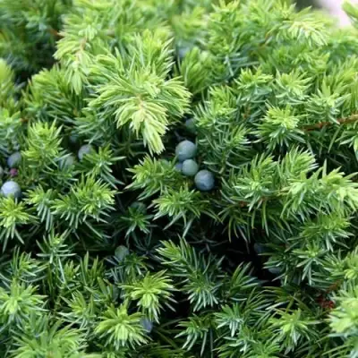 Можжевельник ШЛЯГЕР прибрежный в Барановичах