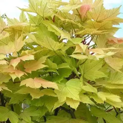 Клен ложноплатановый в Барановичах