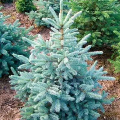 Ель КЕЙБАБ колючая в Барановичах