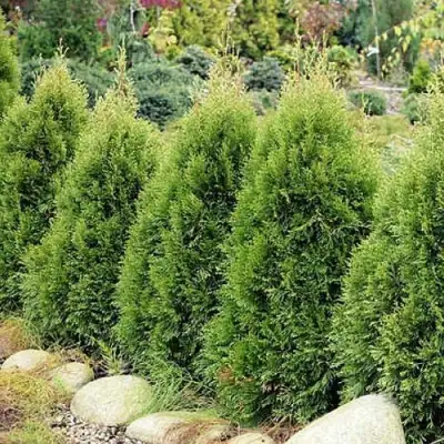 Туя СМАРАГД ВИТБОНТ западная в Барановичах