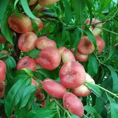 Нектарин КОНЦЕТТИНА в Барановичах