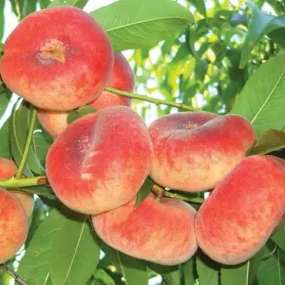 Персик САТУРН ИНЖИРНЫЙ в Барановичах