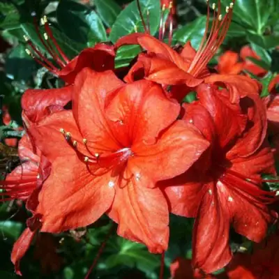 Азалия ДОЛОРОСО листопадная в Барановичах