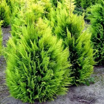 Кипарисовик ИВОНЕ лавсана в Барановичах