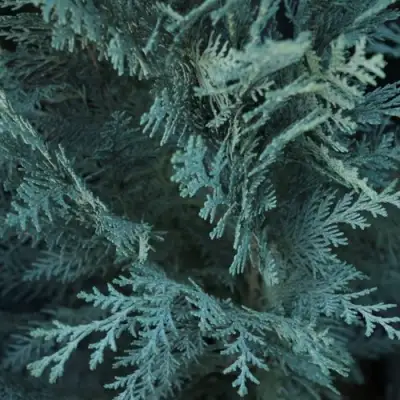 Кипарисовик ВАН ПЕЛЬТС БЛЮ лавсона в Барановичах