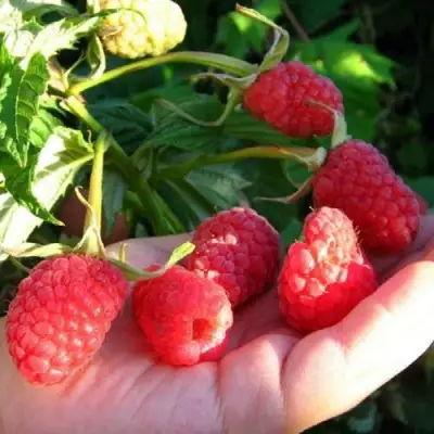 Малина ГОРДОСТЬ РОССИИ в Барановичах