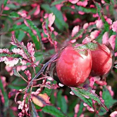 Слива ХЕССЕЙ декоративная в Барановичах